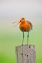 Black-tailed godwit (Limosa limosa) calling from post, Texel, Holland, April