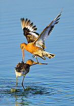 Black-tailed godwits (Limosa limosa) fighting, Lodmoor RSPB reserve, Weymouth, Dorset, England, August