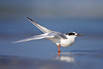 Forster's tern (sterna forsteri) stretching wing, Fort De Soto, Florida, USA, March
