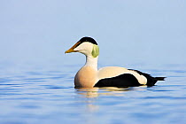 Eider duck (Somateria mollissima) on water, Seahouses, Northumberland, England, February