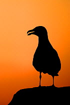 Herring gull (Larus argentatus) silhouetted at sunset, Kilmore Quay, County, Wexford, Republic of Ireland, June