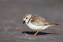 Piping plover (Charadrius melodus) pulling prey from sand, Fort De Soto, Florida, USA, March