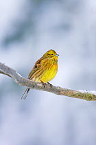 Yellowhammer (Emberiza citrinella) perched on branch, Oulu, Finland, February