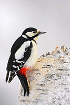 Great spotted woodpecker (Dendrocopos major) on tree stump in snow, Oulu, Finland, February
