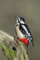 Great spotted woodpecker (Dendrocopos major) perched on branch, The Marshwood Vale, Dorset, England, December