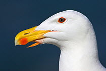 Great black-backed gull (Larus marinus) portrait, with deformity (tongue punctured throat but bird remains healthy and feeding chicks) Great Saltee, Co. Wexford, Republic of Ireland, June