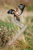 Common buzzard (Buteo buteo) landing on public footpath sign (controlled situation) Gloucestershire, England, September
