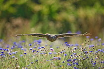 Common buzzrad (Buteo buteo) in flight over wildflower meadow (controlled situation) Gloucestershire, England, September