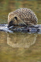 Hedgehog (Erinaxeus europaeus) drinking from woodland pool, Dorset, England, July