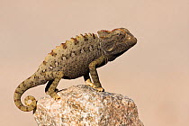 Namaqua chameleon (Chamaeleo namaquensis) standing on rock, Namib-Naukluft National Park, Namib Desert, Namibia, April