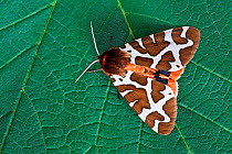 Garden tiger moth (Arctia caja) on leaf, Uplyme, Devon, England, July