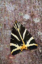 Jersey tiger moth (Euplagia quadripunctaria) on tree trunk, Isle of Portland, Dorset, England, July