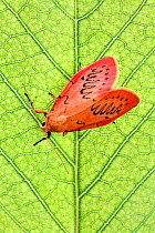 Rosy footman moth (Miltochrista miniata) on leaf, Uplyme, Devon, England, July
