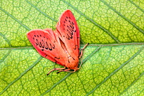 Rosy footman moth (Miltochrista miniata) on leaf, Uplyme, Devon, England, July