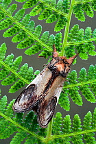 Pebble prominent moth (Notodonta ziczac) on fern, Uplyme, Devon, England, July