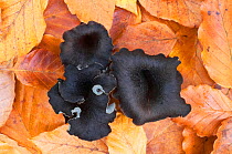 Horn of plenty / Black chanterelle (Craterellus cornucopioides) growing amongst fallen leaves, Bolderwood, New Forest National Park, Hampshire, England, October