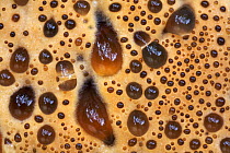 Close-up of Weeping polypore (Inonotus dryadeus) pores, Uplyme, Devon, England, August