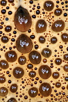 Close-up of Weeping polypore (Inonotus dryadeus) pores, Uplyme, Devon, England, August