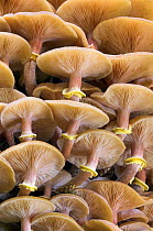 Honey fungus (Armillaria mellea) New Forest National Park, Hampshire, England, October