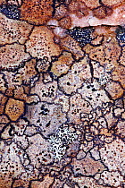 Lichen growing on rock, Sutherland, Scotland, May