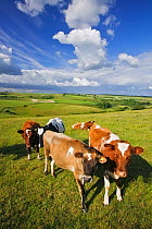 Cattle in Cranborne Chase, Tollard Royal, Cranborne Chase, Dorset, England, June 2004
