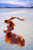 Sea belt kelp (Laminariales) lying on sandy beach, Balnakeil Bay, Durness, Sutherland, Scotland, May 2007