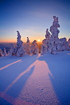 Snow covered conifers at sunset, Ruka, Kuusamo, Finland, February 2007