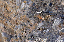 Alpine accentor (Prunella collaris) clinging to rock face, Spain, March