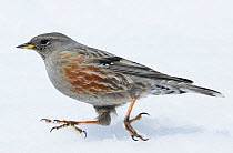 Alpine Accentor (Prunella collaris) walking on snow, Spain, March. Magic Moments book plate.