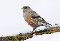 Alpine accentor (Prunella collaris) perched on first bare patch of grass in snow, Spain, March