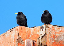 Two Alpine choughs (Pyrrhocorax graculus) perched on roof, Morocco, February