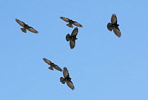 Alpine chough (Pyrrhocorax graculus) flock in flight, Morocco, February