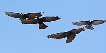 Alpine choughs (Pyrrhocorax graculus) in flight, Morocco, February