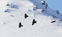 Alpine choughs (Pyrrhocorax graculus) flying over snow covered mountain with tracks from snow boarders in the snow, Morocco, February 2009