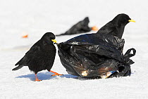 Alpine chough (Pyrrhocorax graculus) pecking at rubbish bag to feed, Morocco, February 2009