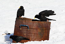 Alpine choughs (Pyrrhocorax graculus) perched on rubbish bin in snow, Morocco, February 2009