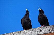 Alpine choughs (Pyrrhocorax graculus) perched on wall, displaying, one calling, Morocco, February