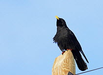 Alpine chough (Pyrrhocorax graculus) perched on post, Morocco, February