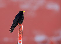 Alpine chough (Pyrrhocorax graculus) perched on metal post, Morocco, February