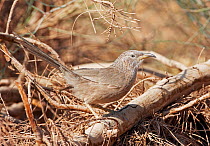 Arabian babbler (Turdoides squamiceps) perched on ground, Israel, May