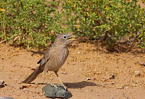 Arabian babbler (Turdoides squamiceps) perched on rock on ground, Sultanate of Oman, March