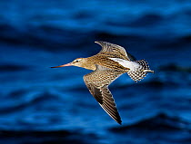 Bar-tailed godwit (Limosa lapponica) in flight over water, Hanko, Finland, September