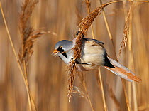 Bearded Tit / Reedling (Panurus biarmicus) male perched in reeds, Espoo, Finland, February