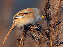 Bearded reedling / tit (Panurus biarmicus) female feeding in reeds, Espoo, Finland, February