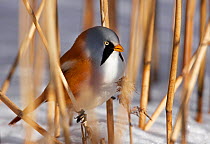 Bearded reedling / tit (Panurus biarmicus) male amongst reeds in snow, Espoo, Finland, February