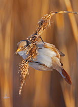 Bearded reedling / tit (Panurus biarmicus) female feeding on reeds, Espoo, Finland, February