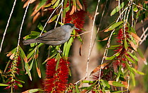 Blackcap (Sylvia atricapilla) male perched in Bottlebrush tree, Israel, May