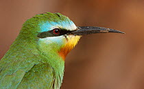 Blue-cheeked bee-eater (Merops persicus) Israel, May