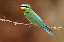Blue-cheeked bee-eater (Merops persicus) perched on wire, Israel, May