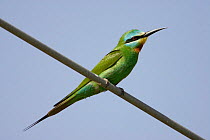 Blue-cheeked bee-eater (Merops persicus) perched on wire, Sultanate of Oman, March